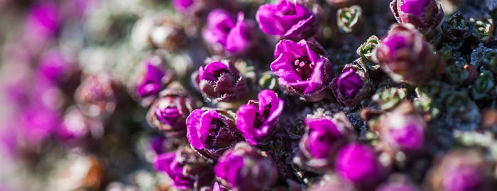 Niviarsiaq Foto: Sven Nieder